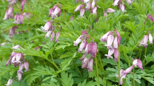 Dicentra Formosa Bloeiende Plant Pacific Bleedingheart Bloeiend Met Roze Hartvormige — Stockvideo