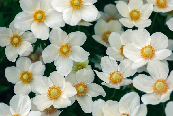 Sneeuwklokje Windbloemen Hoge Hoek Uitzicht Anemone Sylvestris Witte Bloemen Achtergrond — Stockfoto