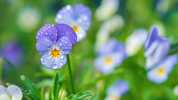 Field Pansy Flowers Dewdrops Wild Violet Closeup — Stock Photo, Image