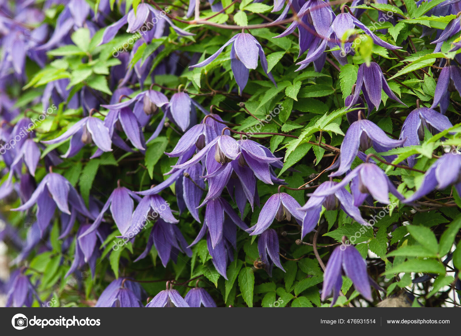 Alpine Clematis Blooming Purple Flowers Closeup Stock Photo by ©NadyaSo 476931514