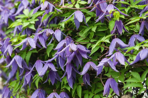 Siberian Alpine Clematis Blooming Purple Flowers Closeup — Stock Photo, Image