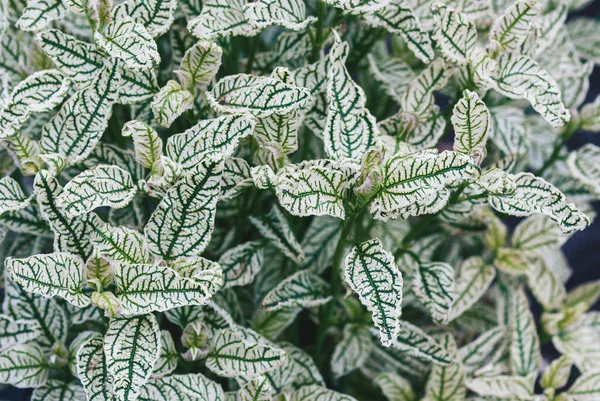 White Ornamental Leaves Heliopsis Helianthoides Loraine Sunshine Closeup — Stock Photo, Image