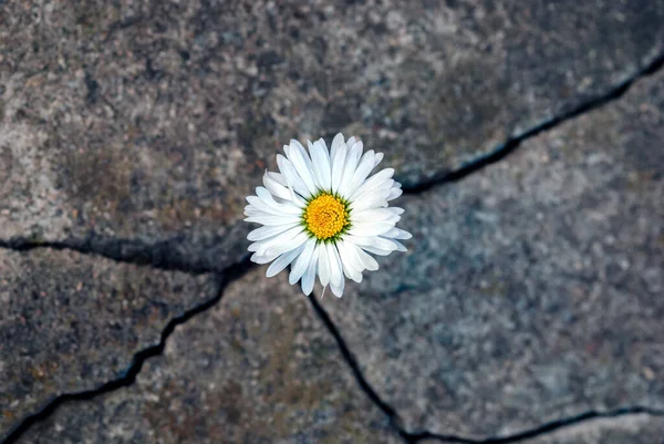 Flor Margarita Blanca Grieta Una Losa Piedra Vieja Concepto Renacimiento — Foto de Stock