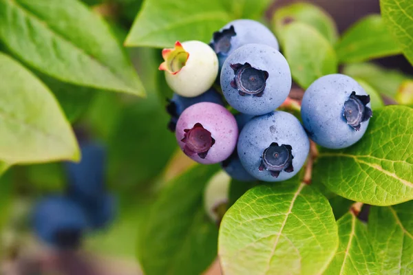 Bleuet Nain Précoce Vaccinium Angustifolium Mûrit Dans Jardin — Photo