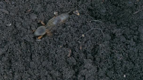 Grillo Lunar Excavando Suelo Gryllotalpa Gryllotalpa Insecto Plaga Jardín — Vídeo de stock