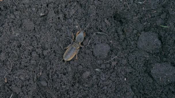 欧洲痣蟋蟀在土壤中的挖掘 Gryllotalpa Gryllotalpa花园害虫 — 图库视频影像