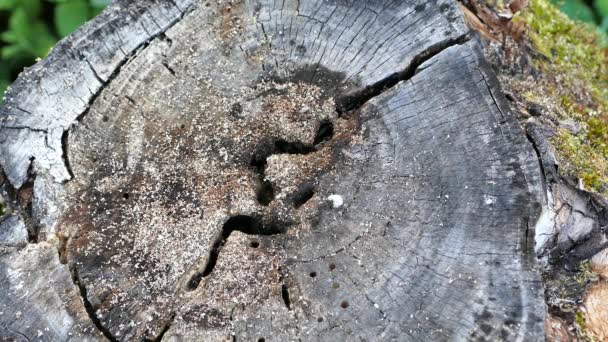 Чёрная Колония Плотников Строит Гнездо Пне Старого Мёртвого Дерева — стоковое видео