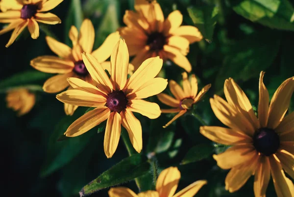 Fiori Rudbeckia Gialli Alla Luce Del Sole Sera — Foto Stock