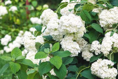 Bahçedeki çalıların üzerinde beyaz ortanca çiçekleri, stok fotoğrafı.