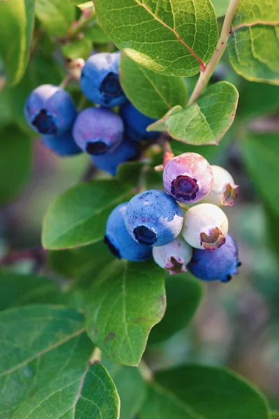 blueberries on the bush ripen in summer garden, blueberry grown at organic farm, vertical photo