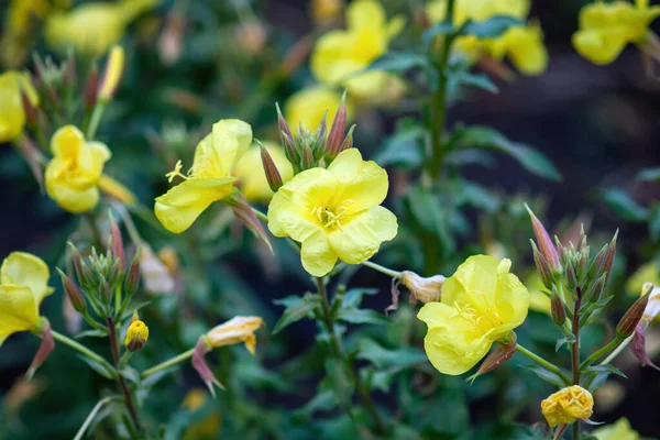 Gele Bloemen Van Avonds Primrose Tuin — Stockfoto