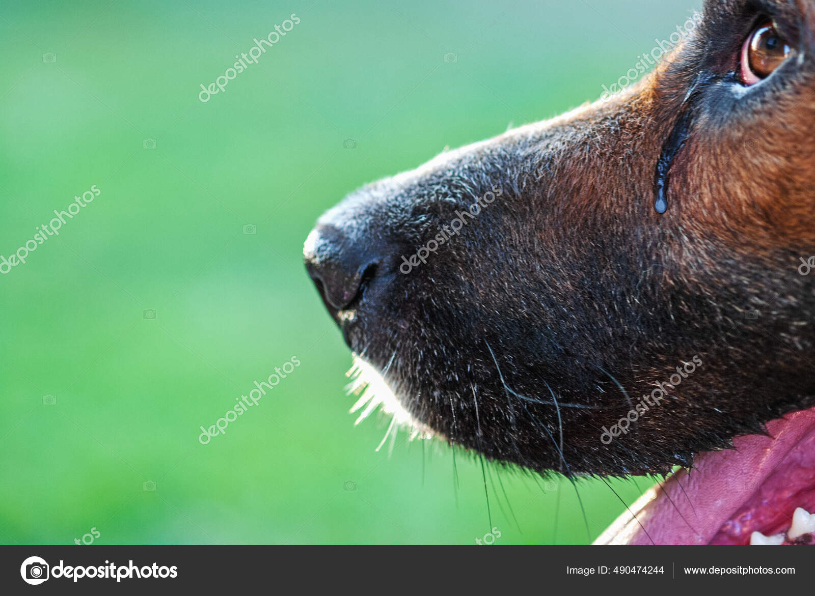 Can Puppies Cry Themselves To Death