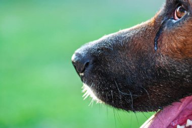 Ağlayan köpek burnu ve göz yaşları, yakın plan.