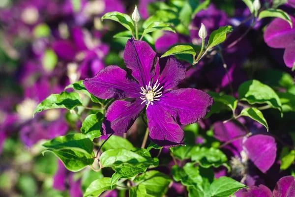 Purple Clematis Climber Plant Flowering Garden Close — Stock Photo, Image