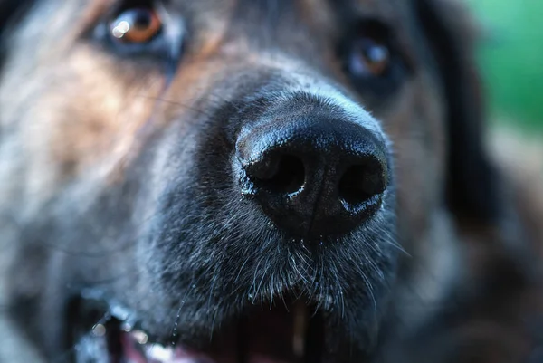 Dog\'s wet nose closeup, sad god looking up at someone with supplication