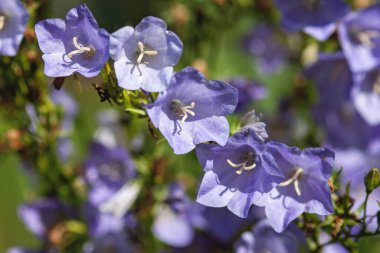 Campanula persisifolia - Dar yapraklı çan çiçeği, yakın plan