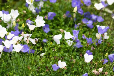 Bahçede mavi ve beyaz Karpatya kerkenezi çiçekleri, Campanula carpatica