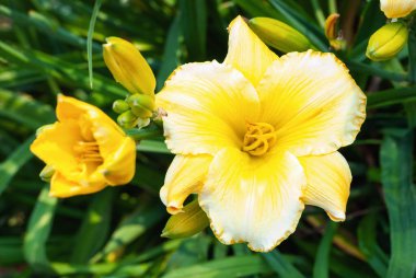 Daylily Blonde Güzel - büyük çiçekli sarı Hemerocallis, yakın plan