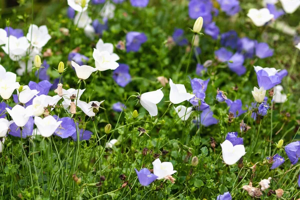 Niebiesko Białe Karpackie Kwiaty Ogrodzie Campanula Carpatica — Zdjęcie stockowe