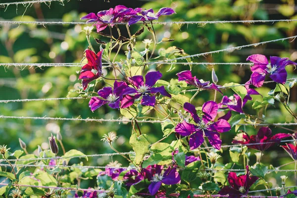 Paarse Clematis Bloei Hempstring Plantensteun Tuin — Stockfoto