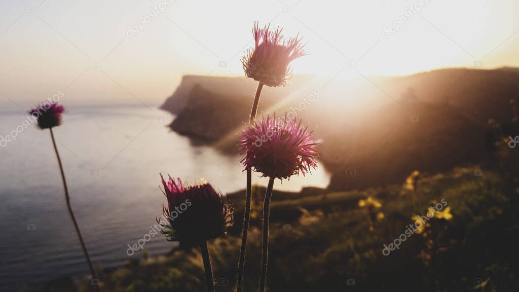 Wildflowers against seascape at sunset