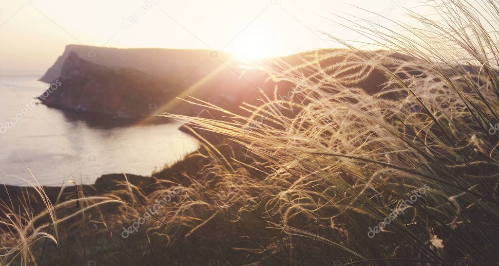 Feather grass on the seaside at golden hour in sunset light