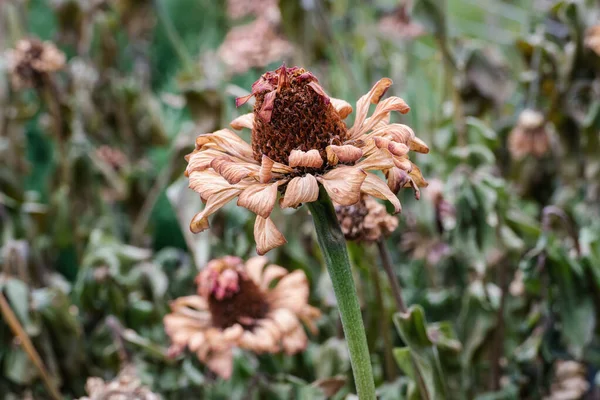 Bloemen Beschadigd Door Vorst Herfsttuin — Stockfoto