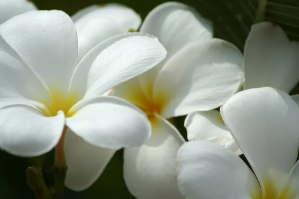 Живці квітів білі квіти — стокове фото