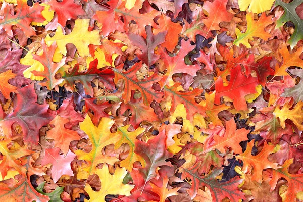 Ahornblätter Fallen Voller Schöner Farben — Stockfoto