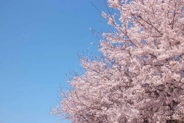 Kwiaty Sakura Kwitnące Wiosennym Drzewie Sakura Tło Jest Niebem Natura — Zdjęcie stockowe