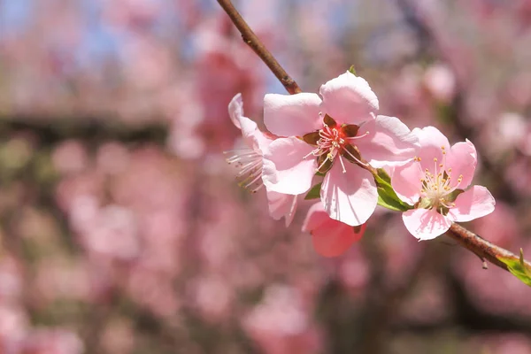 Květiny Sakura Kvetoucí Jaře Sakura Strom Pozadí Obloha Příroda — Stock fotografie