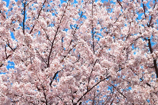 Kwiaty Sakura Kwitnące Wiosennym Drzewie Sakura Tło Jest Niebem Natura — Zdjęcie stockowe