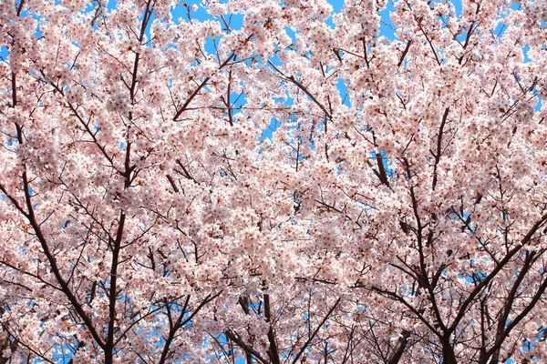 Kwiaty Sakura Kwitnące Wiosennym Drzewie Sakura Tło Jest Niebem Natura — Zdjęcie stockowe