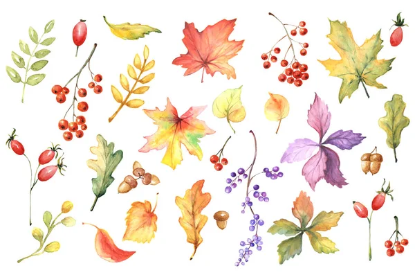 Набор Красочных Акварельных Осенних Листьев Ягод Желудей Шиповника Дикого Винограда — стоковое фото