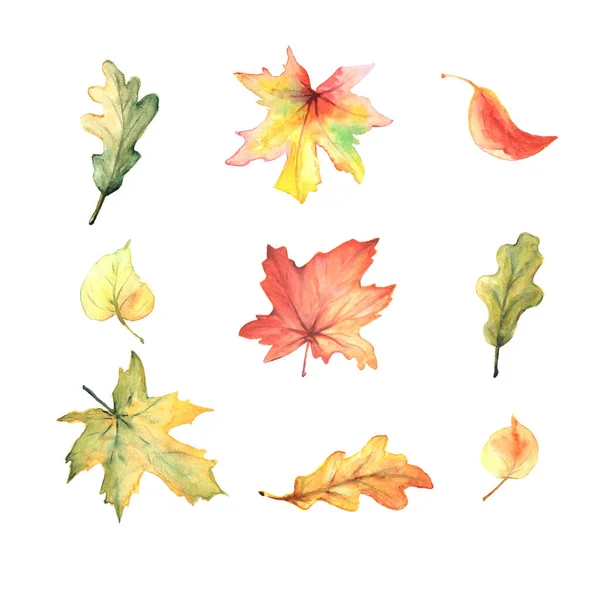 Aquarela Conjunto Folhas Outono Coloridas Isoladas Branco Elementos Design Florestal — Fotografia de Stock