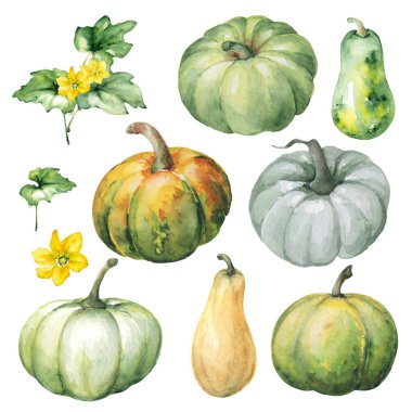 Suluboya balkabağı seti. Beyazda izole edilmiş. Sonbahar hasadı. El boyası..