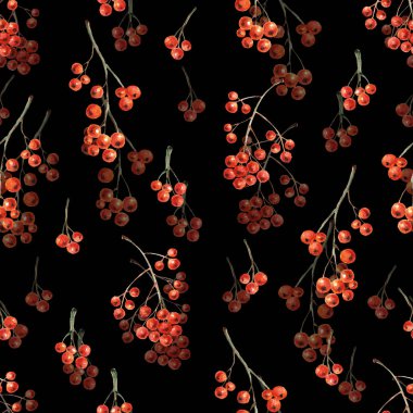 Kara Arkaplan 'da Rowan Berry' li suluboya desenli. Mutfak, Tekstil ve Duvar Kağıdı için Sonbahar İllüstrasyonu.