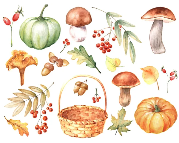 Aquarelle Automne Récolte Ensemble Citrouilles Peintes Main Feuilles Champignons Baies — Photo