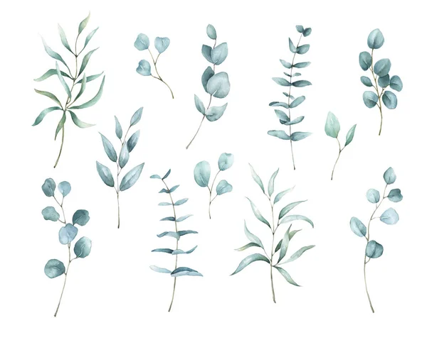 Yapraklı suluboya okalipler, beyaz arka planda izole edilmiş. Tasarım, baskı, kumaş için okaliptüs dalı çizimi.