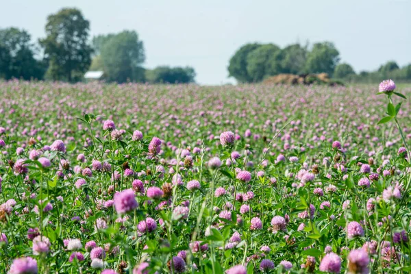 Pembe yonca çiçeği tarlası. Fotoğraf İsveç 'in güneyindeki Eslov, İskandinav bölgesinden.