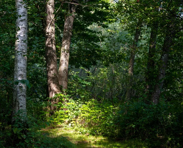 美しい緑の森のグラデーションが陽射しに照らされています。スウェーデンのスカニア郡の写真 — ストック写真
