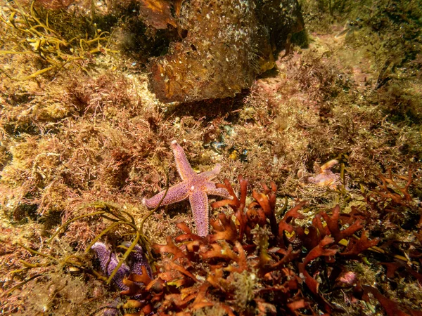 A picture of a common starfish, common sea star or sugar starfish, Asterias Rubens. Picture from the Weather Islands, Sweden — Stock Photo, Image