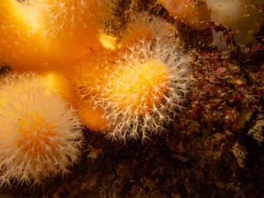 Yumuşak mercanları besleyen ölü adamların parmakları ya da Alcyonium Digitatum 'un yakın plan fotoğrafı. Fotoğraf: Hava Adaları, Skagerrak Denizi, İsveç