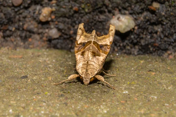 Une image rapprochée d'un papillon. Photo de Bokskogen en dehors de Malmo, sud de la Suède — Photo