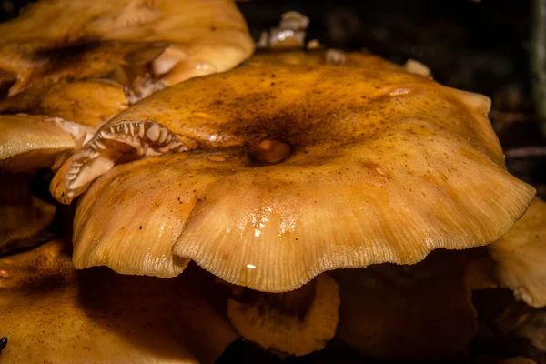 Un primer plano de un hongo en un bosque. Hojas de color marrón oscuro y naranja en el fondo. Foto de Bokskogen, Malmo, Suecia —  Fotos de Stock