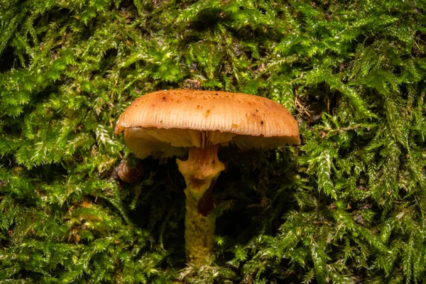 Un primer plano de un hongo en un bosque. Musgo verde en el fondo. Foto de Bokskogen, Malmo, Suecia —  Fotos de Stock