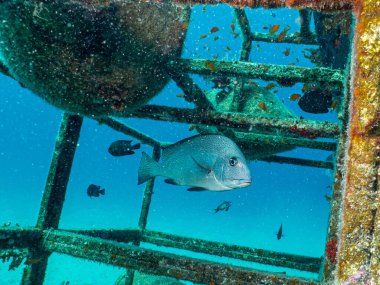 Büyük Göz Trevally ile kaynayan yapay bir resif, Caranx sexfasciatus. Fotoğraf Mısır 'dan, Kızıl Deniz' den