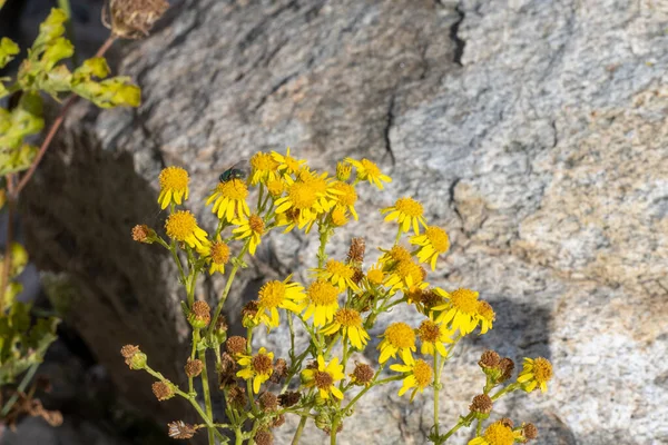 Skupina žlutých květin s velkým pozadím — Stock fotografie