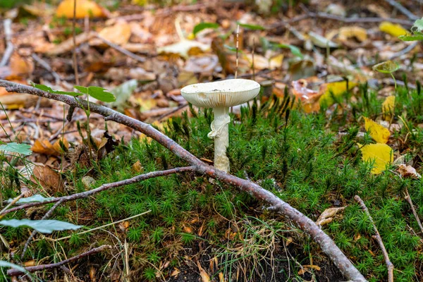 Uma imagem de perto de um fungo numa floresta. Verde brilhante, fundo embaçado — Fotografia de Stock