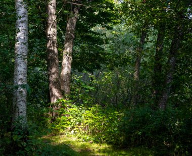 Güneş ışığıyla aydınlatılmış güzel yeşil bir orman ormanı. Fotoğraf İsveç 'in İskandinav ilçesinden.